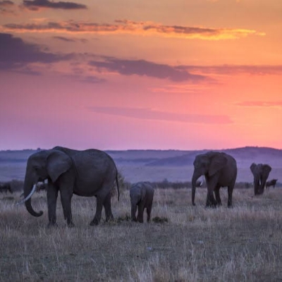 Introducing Great Plains, an iconic conservation organisation in Africa