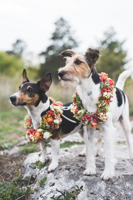 Want to involve your dog in your wedding? We ask Mendip Dog Walking for some advice: Image 1