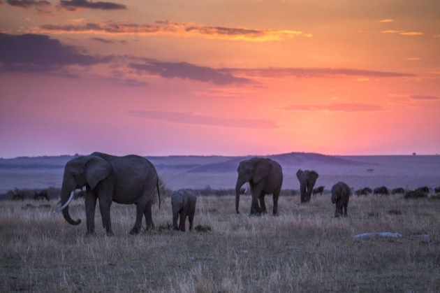 group of elephants in Africa