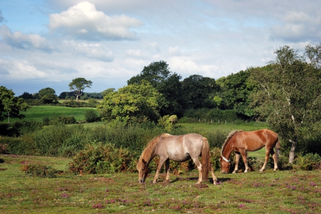 field with two horses