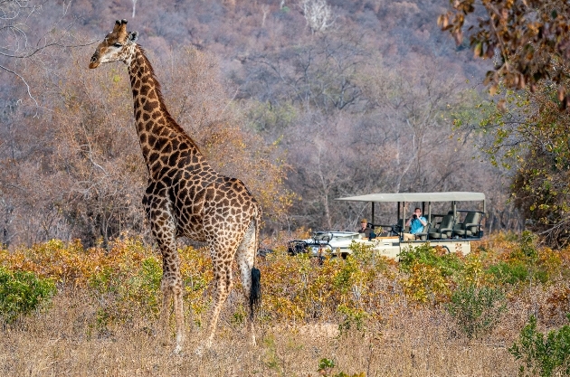 jeep tourists safari giraffe