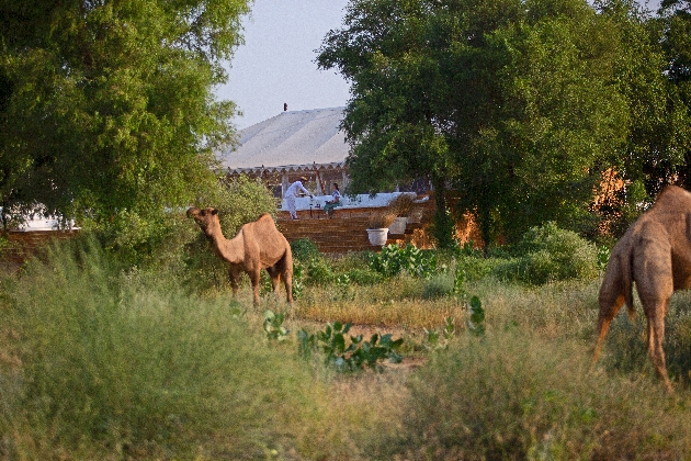 Camels walking outside SUJÁN The Serai