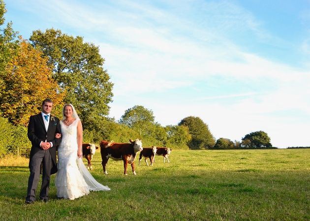 Bride and groom in a field with cows behind them