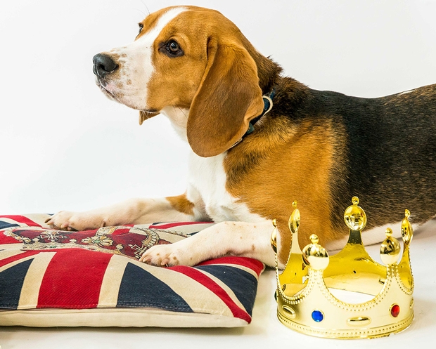 Homeless pets pipe up for royal wedding: Image 1